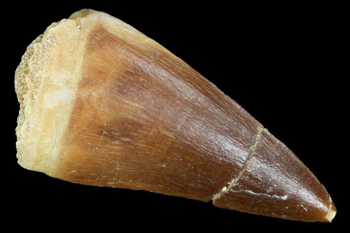 Mosasaur (Prognathodon) Tooth - Morocco #101074